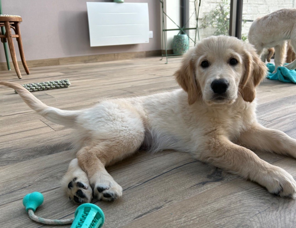 Des Joyaux De Reine Kiara - Chiot disponible  - Golden Retriever